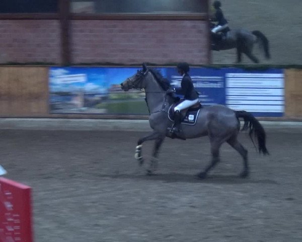 Reitturnier Hamburg-Friedrichshulde 2017