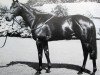 stallion Dalsaan xx (Thoroughbred, 1977, from Habitat xx)