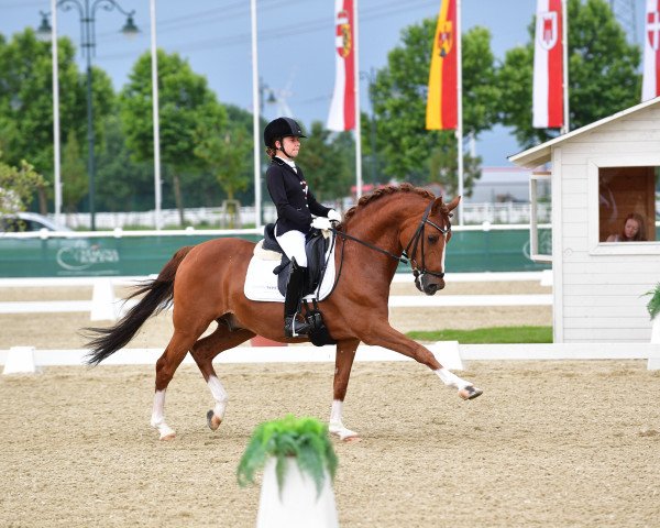 stallion Chantre 31 (German Riding Pony, 2004, from FS Champion de Luxe)