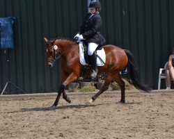 Dressurpferd Holsteins Starlet (Deutsches Reitpony, 2012, von Barrichello)