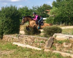 Springpferd Dream on 13 (Deutsches Reitpony, 2003, von Ulfenbach Dream Boy)