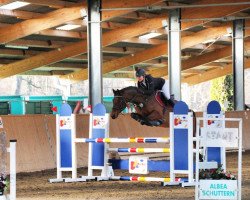 jumper Don 585 (Hanoverian, 2010, from Don Frederico)