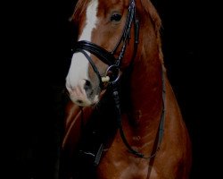 Dressurpferd Raphael (Irish Sport Horse, 2012, von Kings Master)