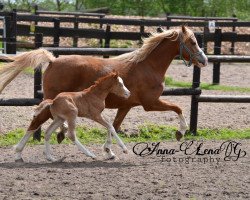 broodmare Koekoekshof Sisi (Welsh-Pony (Section B), 2014, from Nilantshoeve's Zippo)