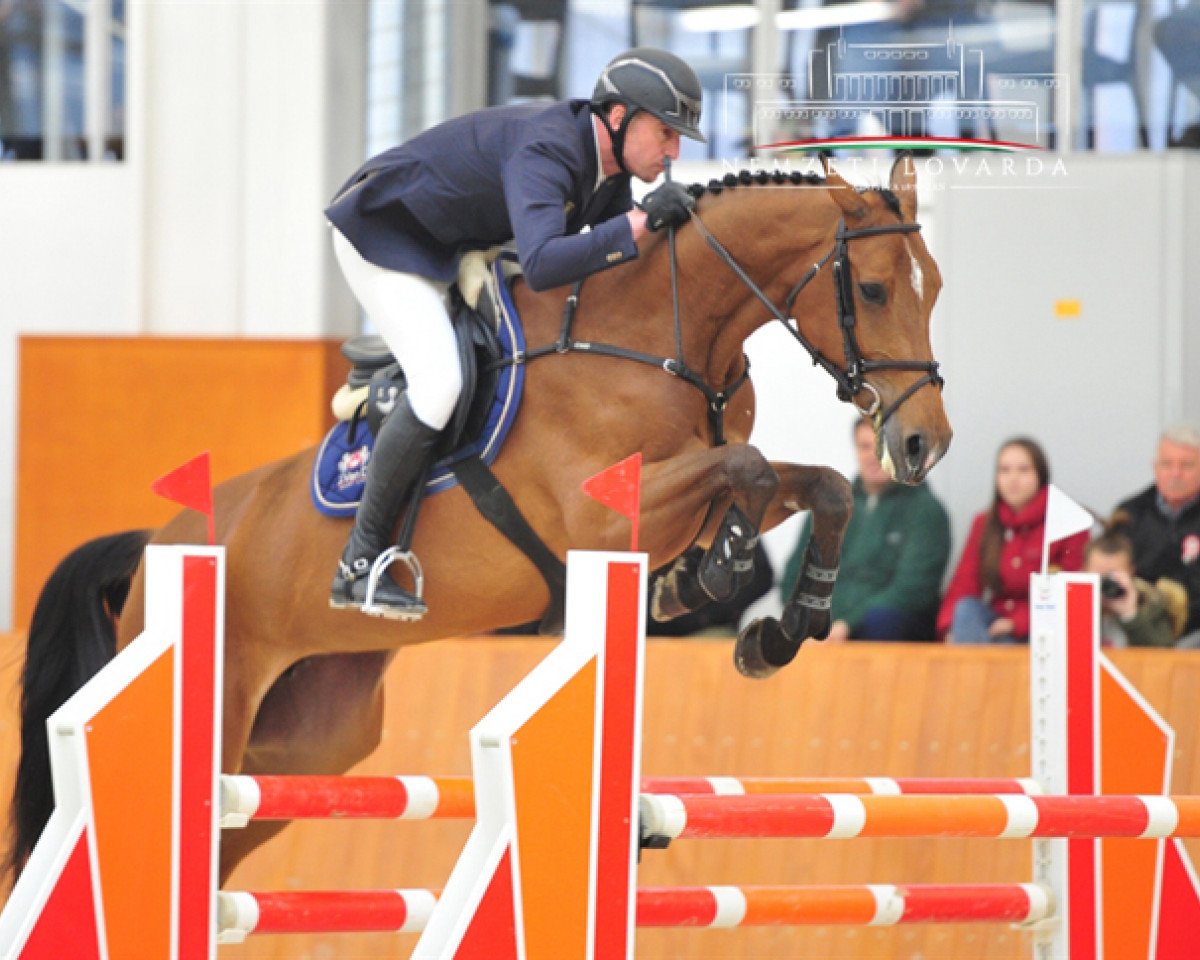 jumper PM Quintera (Oldenburg show jumper, 2011, from Breitling LS)