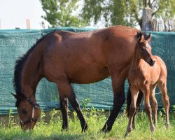 broodmare Celia (Holsteiner,  , from Coriano)