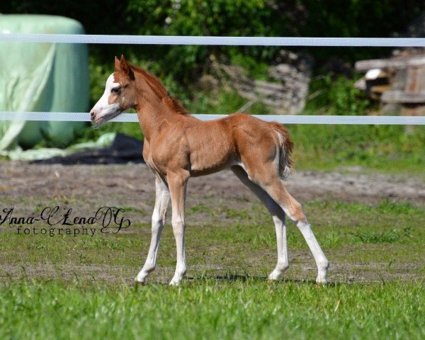 Dressurpferd Soul Made GS (Deutsches Reitpony, 2018, von Diamond Touch NRW)