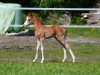 dressage horse Soul Made GS (German Riding Pony, 2018, from Diamond Touch NRW)