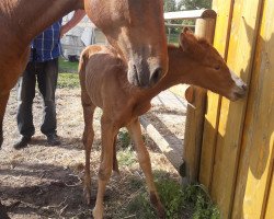 broodmare Daphne (Westphalian, 2018, from Blue Hors Dreamline)