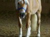 Pferd Chanell (Haflinger, 2003, von liz. 101/T Amadeus)