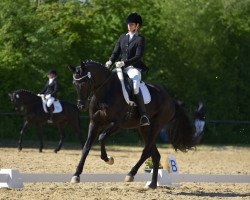 dressage horse Souvenir de San Amour (Oldenburg, 2014, from San Amour I)