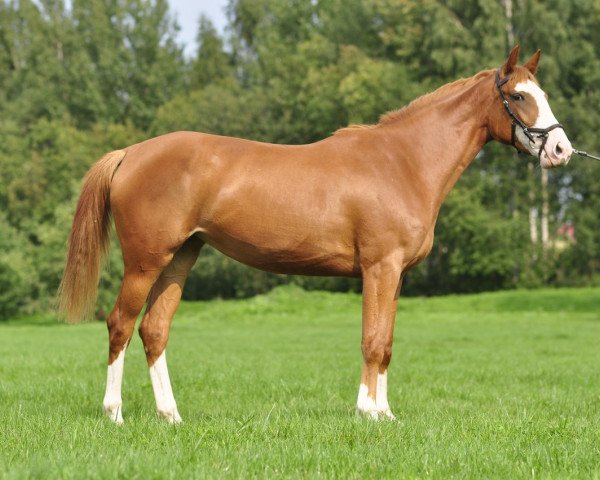 Pferd Caitlin (Deutsches Sportpferd, 2015, von Camrox)