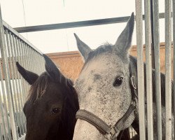 horse Föhr Lady (Holsteiner, 2013, from Cayado 3)