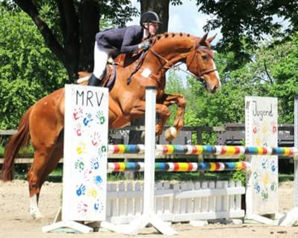 jumper Do it 8 (Westphalian, 1993, from Derbyfavorit)
