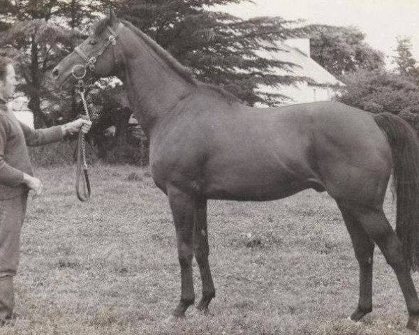 horse Edmund Burke xx (Thoroughbred, 1973, from Advocator xx)