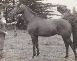 stallion Edmund Burke xx (Thoroughbred, 1973, from Advocator xx)