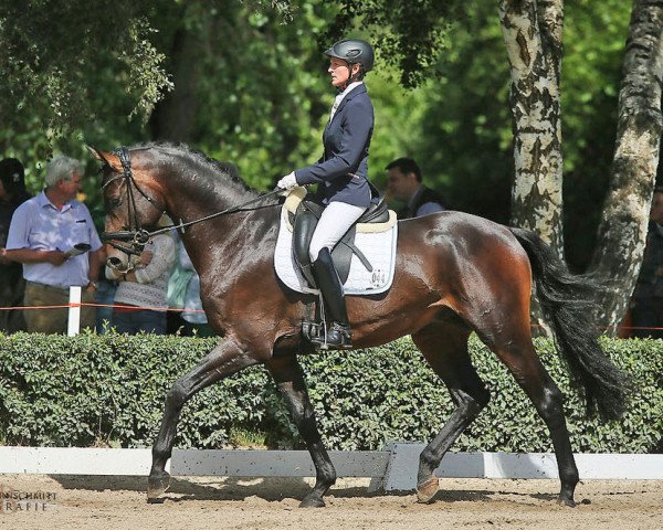 stallion Bystro (Trakehner, 2011, from All Inclusive)