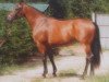 broodmare Sinia (KWPN (Royal Dutch Sporthorse), 1976, from Pastrocio xx)