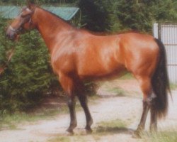 broodmare Sinia (KWPN (Royal Dutch Sporthorse), 1976, from Pastrocio xx)