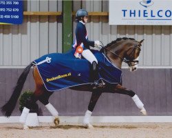 dressage horse Espresso (KWPN (Royal Dutch Sporthorse),  , from Wynton)