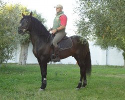 horse Alegre (Pura Raza Espanola (PRE), 2004)