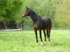 dressage horse Rtl (Westphalian, 2008, from Riccio)