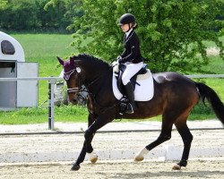 dressage horse Nena 103 (unknown, 2004)