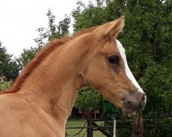 dressage horse Camillo (German Riding Pony, 2018, from Kastanienhof Cockney Cracker)