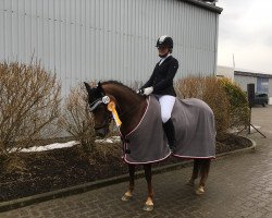 Dressurpferd Dream Lady 22 (Deutsches Reitpony, 2010, von Cappuccino)