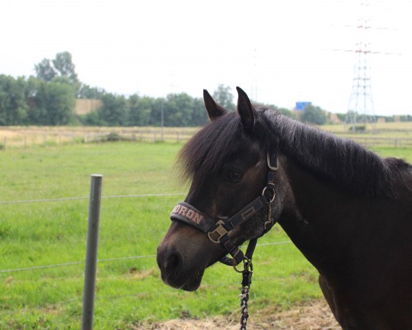 dressage horse Maybe (unknown, 1993)