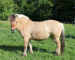 broodmare Raisha (Fjord Horse, 2004, from Irving)