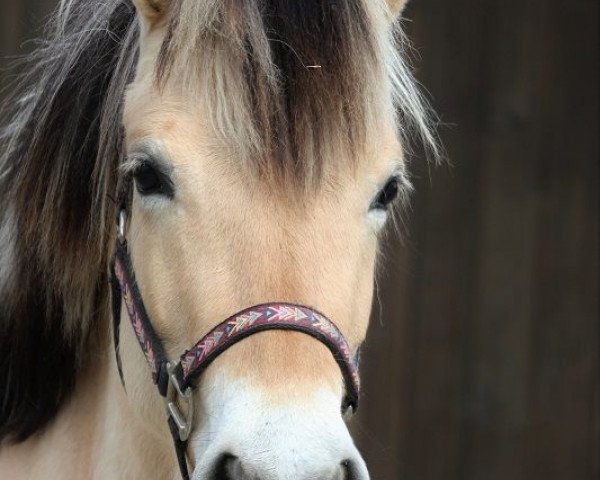 horse Arancha Sanchez (Fjord Horse, 2013, from Irving)