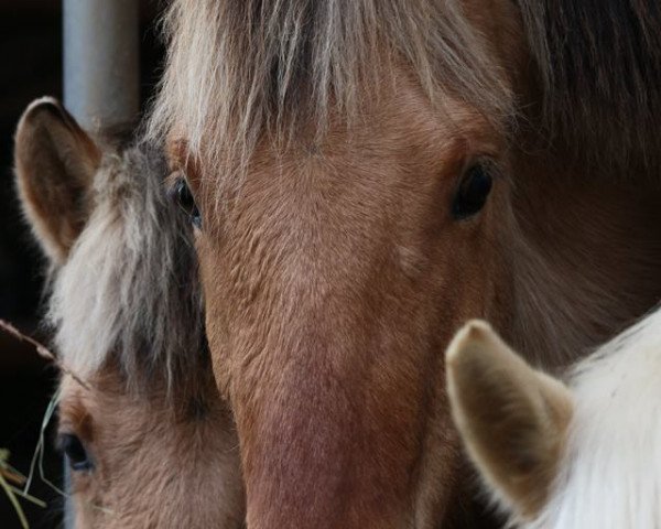 Pferd Käpt'n Jack Sparrow (Fjordpferd, 2015, von Kjartan)