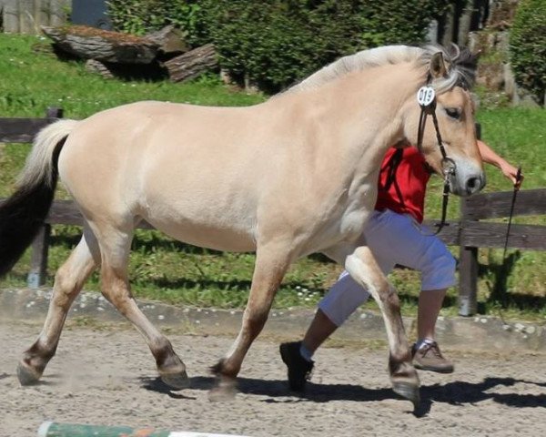 Pferd Adèle (Fjordpferd, 2014, von Kjartan)