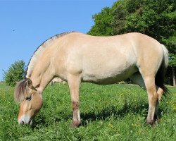 horse Annie Lennox (Fjord Horse, 2013, from Kjartan)