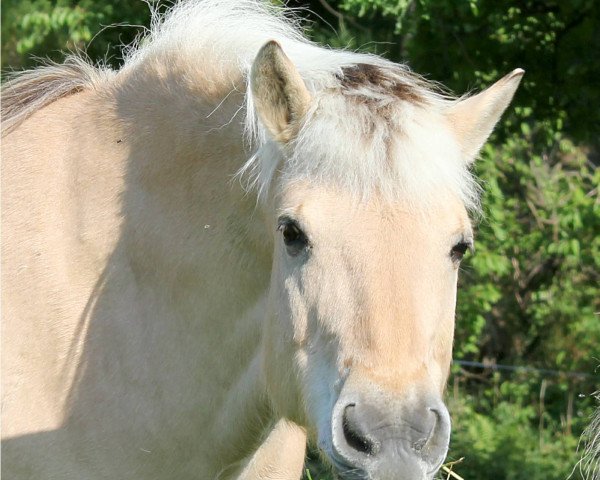 horse Hank (Fjord Horse, 1997, from Holtar)