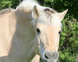 horse Hank (Fjord Horse, 1997, from Holtar)