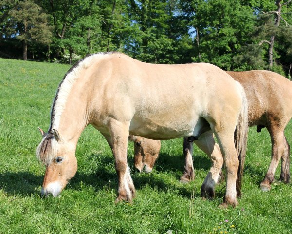 Pferd Donnie Darko (Fjordpferd, 2007, von Dylan)