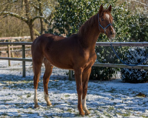 broodmare Futura (Oldenburg, 2017, from Quantensprung 3)