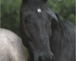 broodmare Felicia 53 (Hanoverian, 2002, from Fürst Heinrich)