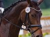 dressage horse Stella 996 (Westphalian, 2009, from Schumacher)