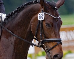 dressage horse Stella 996 (Westphalian, 2009, from Schumacher)