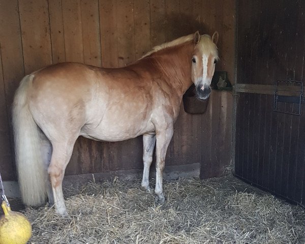 horse Sternsinger (Haflinger, 2012, from liz. 350/T Stainz)