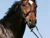 Springpferd Carioso CH (Schweizer Warmblut, 2005, von Couleur Rubin)