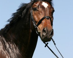 Springpferd Carioso CH (Schweizer Warmblut, 2005, von Couleur Rubin)