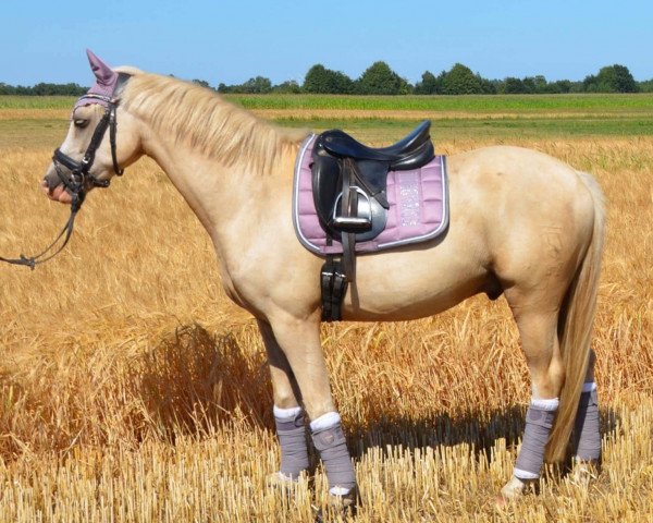 horse My golden Star (German Riding Pony, 2015, from Mc Guyver)