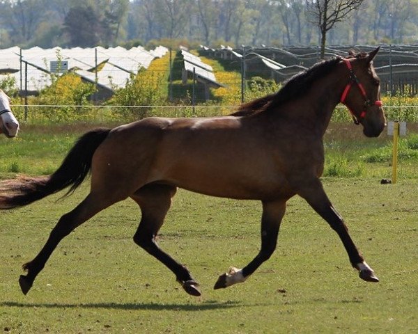 broodmare Blumberg‘s Tilla (Württemberger, 2009, from Tagant xx)