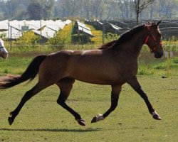 broodmare Blumberg‘s Tilla (Württemberger, 2009, from Tagant xx)