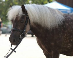 broodmare Freakys Mon Cheri (Dt.Part-bred Shetland pony, 2014, from Rafaello)