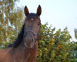 jumper Tipidini (German Warmblood, 2010, from Tipsy's Pet xx)